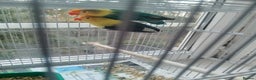 Finches birds for sale: Gouldian finches and parrotlet for sale  - Advert 18