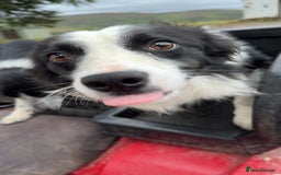 Border Collie dogs for sale: Wesley border collie - Image 1