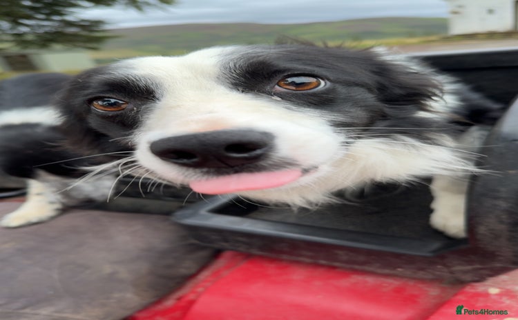 Border Collie dogs - Advert 2