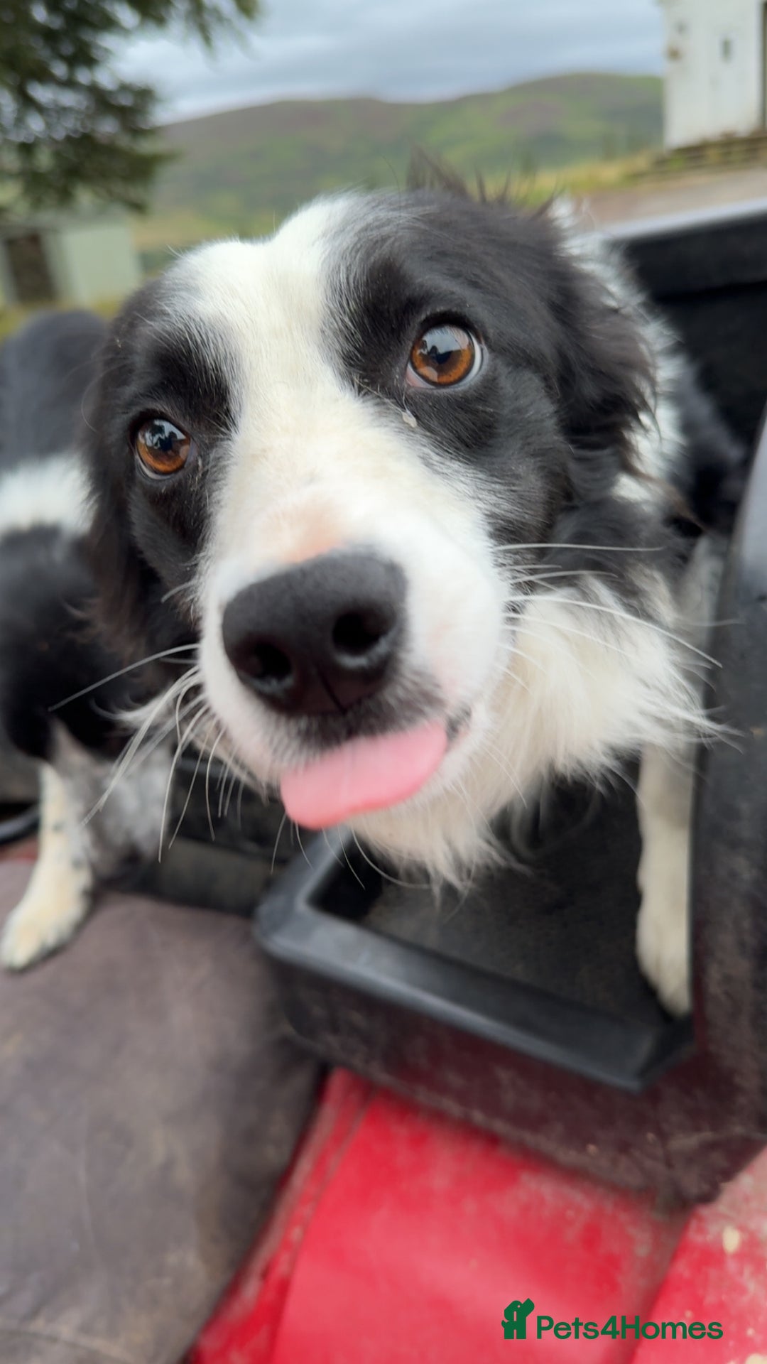 Border Collie dogs for sale: Wesley border collie - Image 1