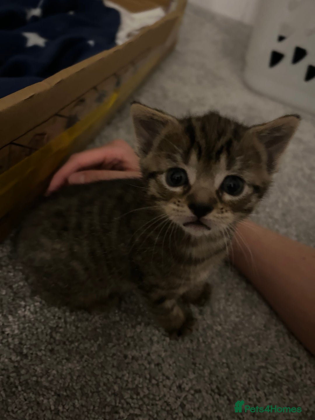 British Shorthair cats for sale: Boy and a girl kitten - Image 5