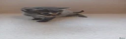 Mixed Breed cats for sale: Beautiful Ragdoll X Kittens - Advert 6