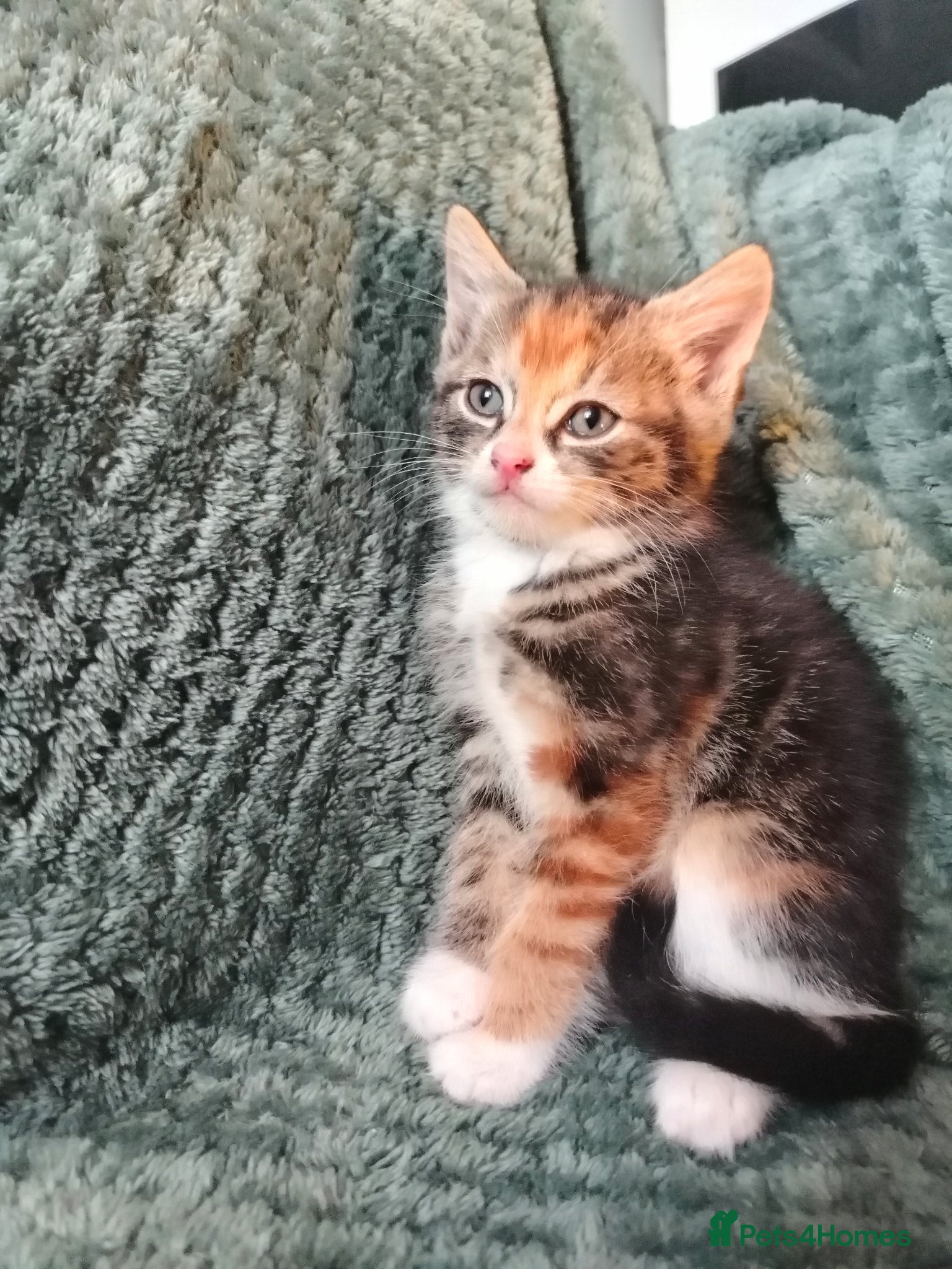 Mixed Breed cats for sale: Female tabby kittens - Advert 4