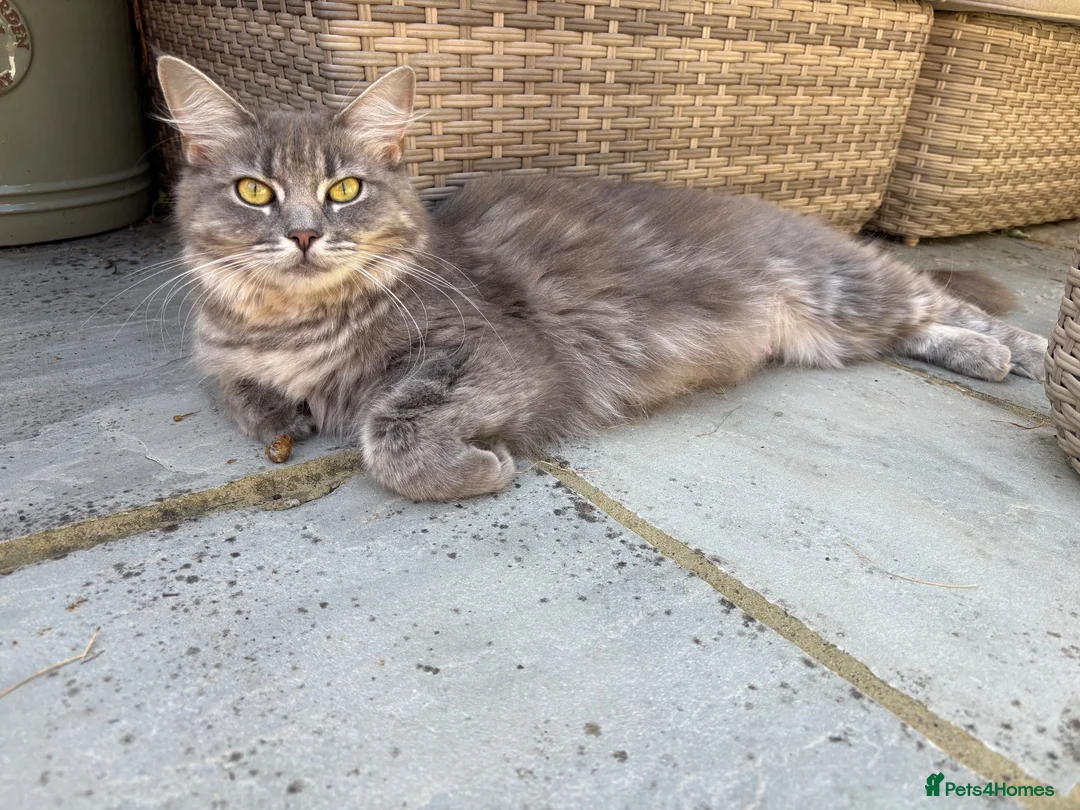 Ragdoll cats for sale: 2 Beautiful Black / White Ragdoll Cross Kittens in Bexhill-on-Sea - Advert 2