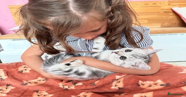 British Shorthair cats - Advert 5