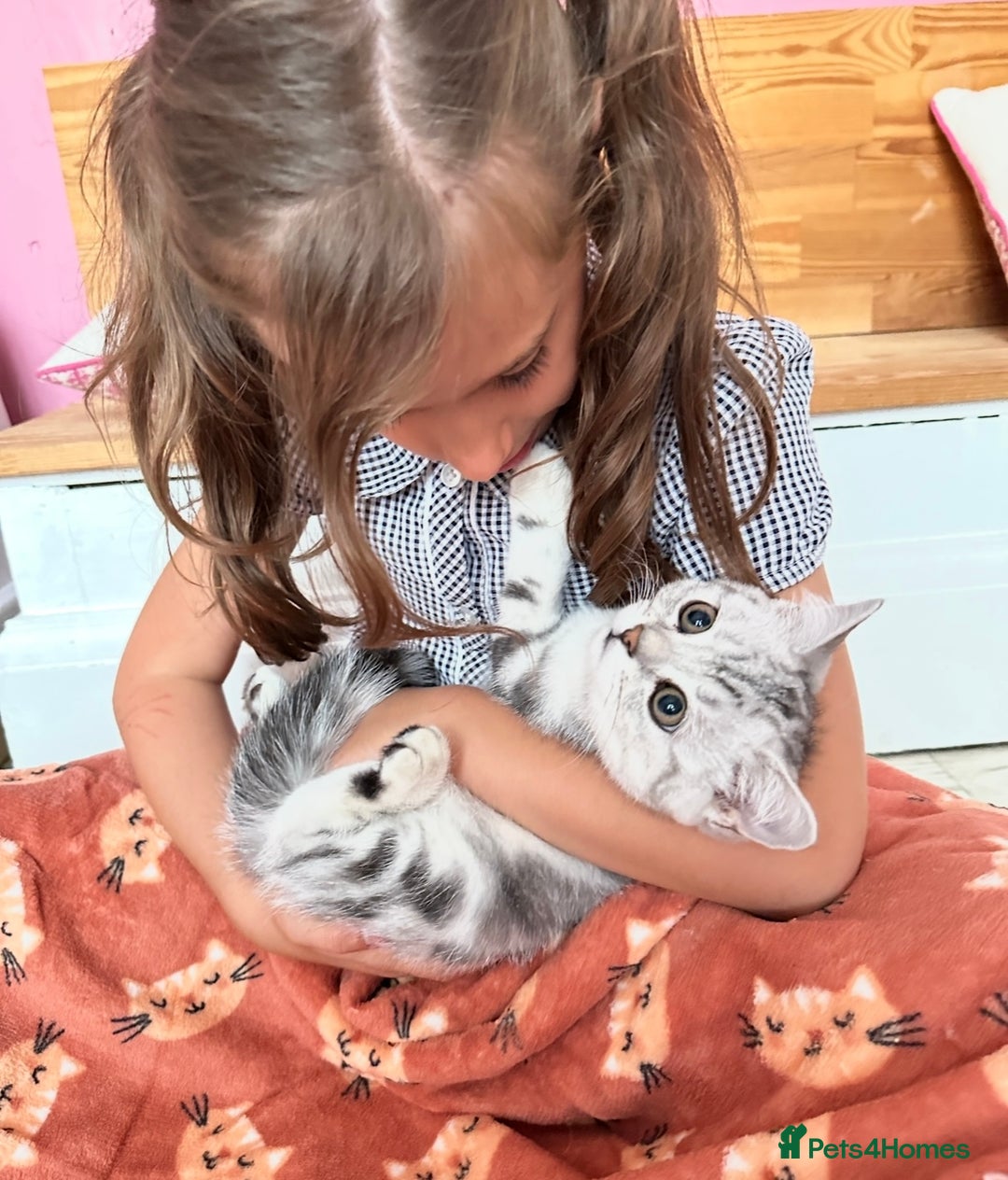 British Shorthair cats for sale: Silver Tabby BSH GCCF registered Kittens - Image 3