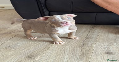 American Bully dogs - Advert 1