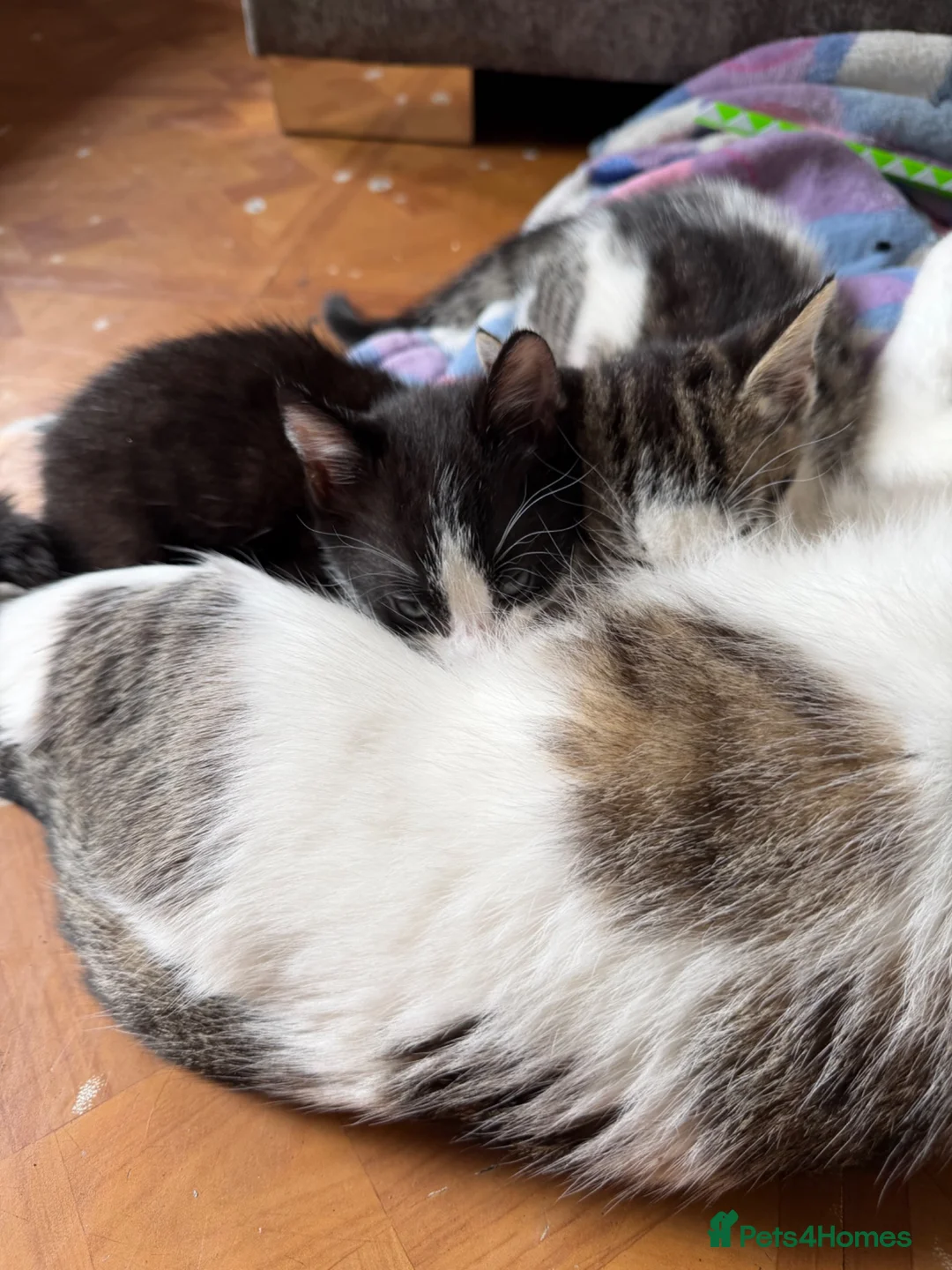Mixed Breed cats for sale: Baby kittens  - Advert 2