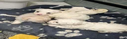 Bichon Frise dogs for sale: 3 Beautifuls puppy Bichon Maltese  - Advert 10