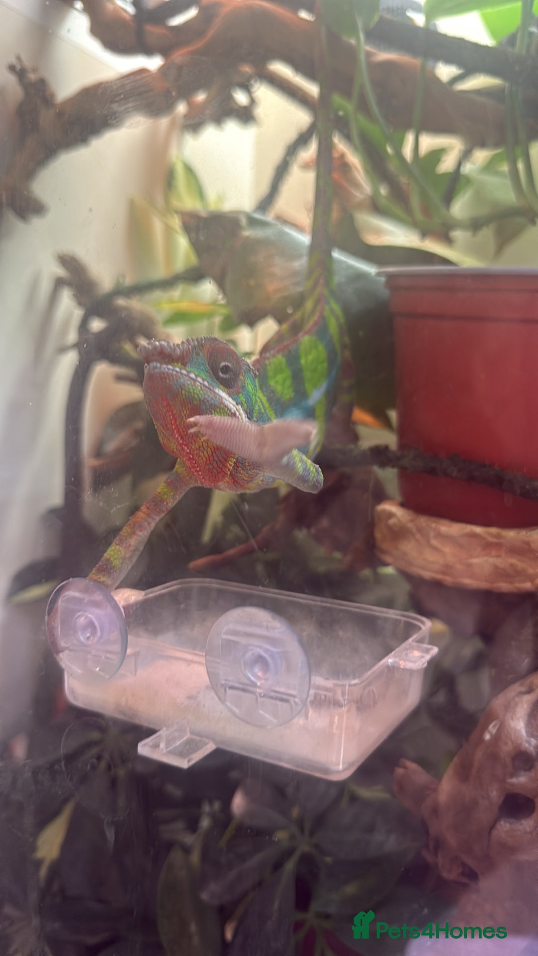 Chameleon reptiles for sale: Ambilobe panther chemelon  - Advert 4
