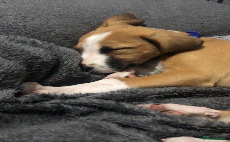 Border Terrier dogs - Advert 1