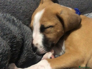 Border Terrier dogs - Advert 1