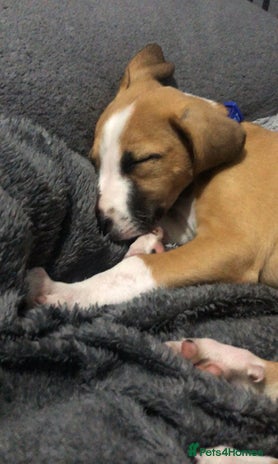 Border Terrier dogs - Advert 1