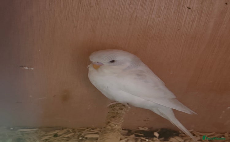 Budgerigars birds - Advert 10