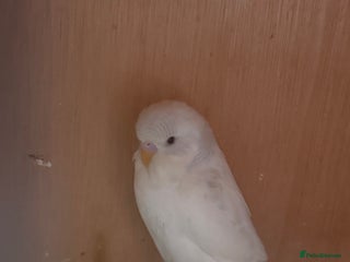 Budgerigars birds - Advert 1