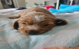 Cocker Spaniel dogs for sale: Show cocker spaniel  - Image 17