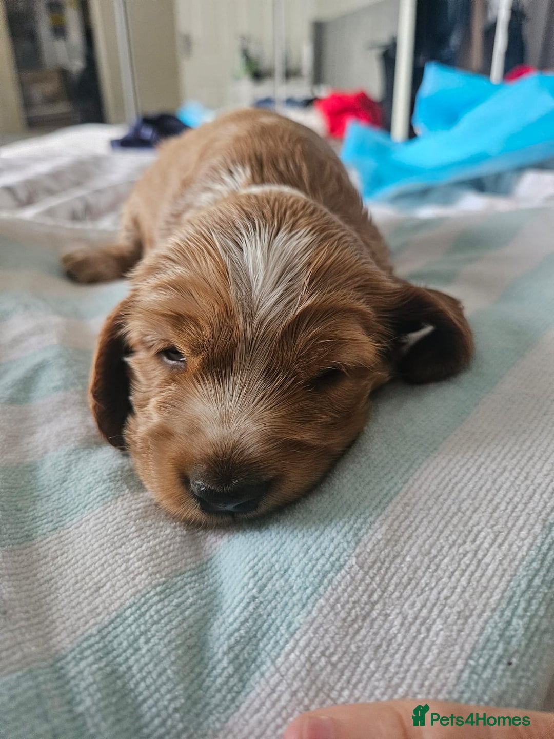 Cocker Spaniel dogs for sale: Show cocker spaniel  - Image 17