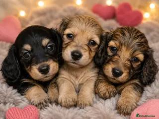 Miniature Dachshund dogs 🌟KC reg.Miniature LH Dachshund Puppies 🌟 - Advert 4