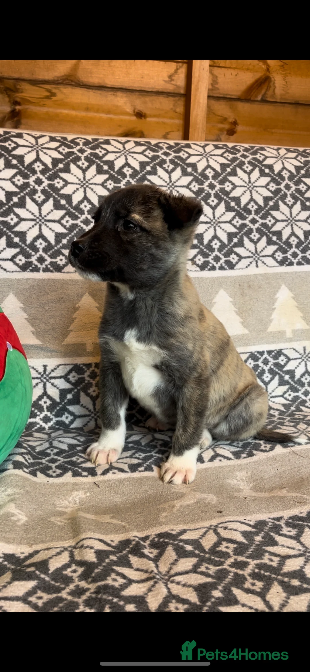 Huskita dogs for sale: One little boy left Stunning little huski pups  - Advert 2