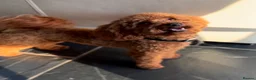 Toy Poodle dogs for sale: Perfect Toy Poodle puppies  - Advert 16