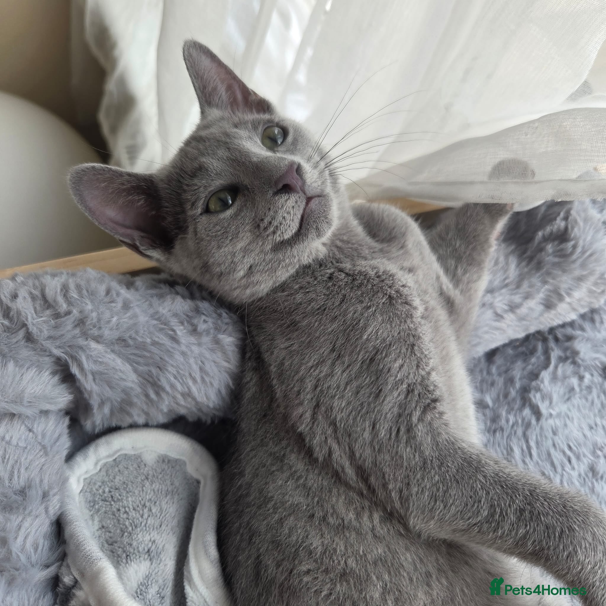 Russian Blue cats Russian blue - Tica registered  - Advert 2