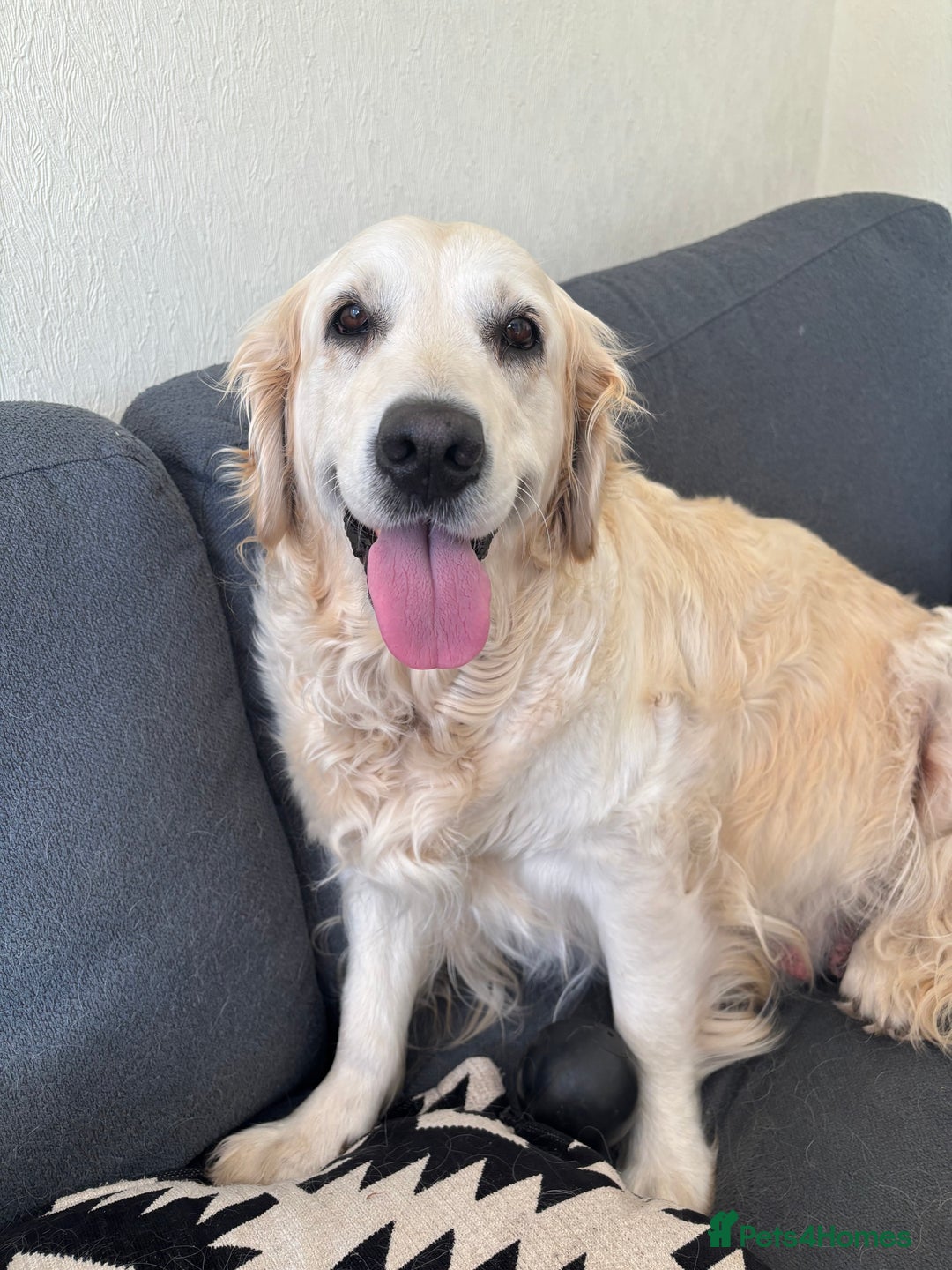 Golden Retriever dogs for sale: Two female Golden Retriever puppies left - Image 14