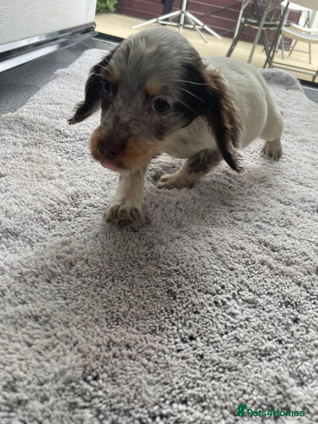 Cocker Spaniel dogs for sale: Cocker spaniel puppys - Image 14