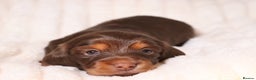 Miniature Dachshund dogs for sale: Exceptional miniature longhaired dachshunds  - Advert 15