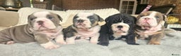 English Bulldog dogs for sale: Beautiful English Bulldog Puppies Ready Soon! - Advert 1