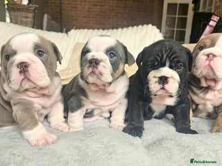 English Bulldog dogs Beautiful English Bulldog Puppies Ready Soon! - Advert 2