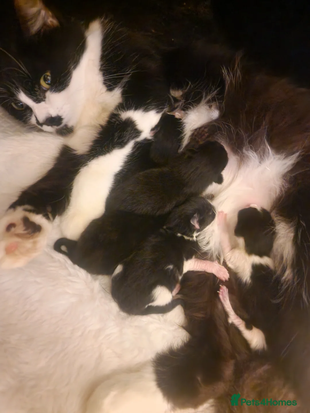 Mixed Breed cats for sale: Long haired kittens - Advert 1