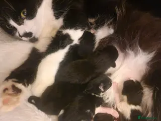 Mixed Breed cats Long haired kittens - Advert 1