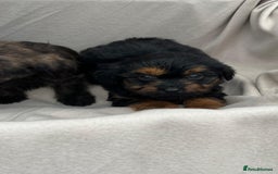 Yorkiepoo dogs for sale: Yorkiepoo puppies  - Image 7