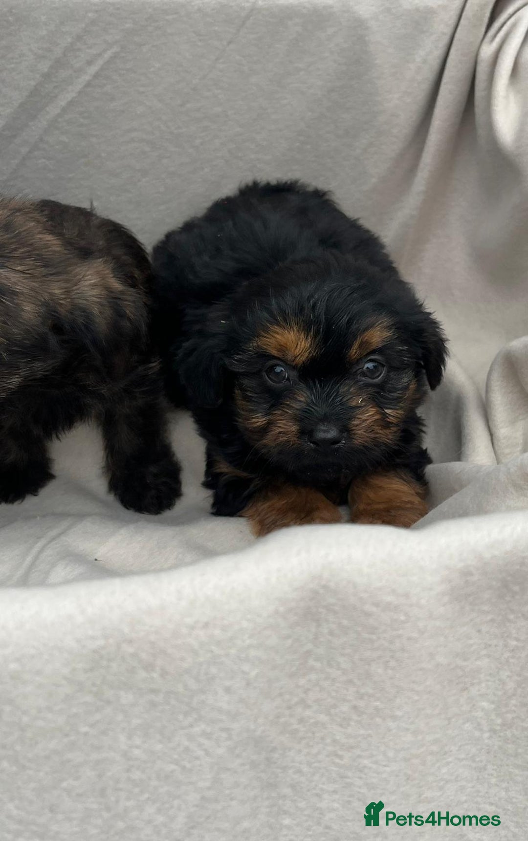 Yorkiepoo dogs for sale: Yorkiepoo puppies  - Image 7