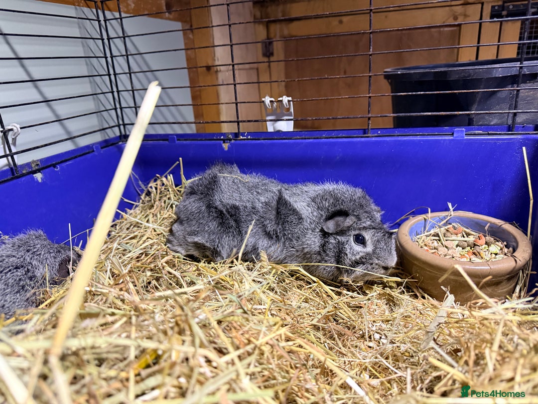 Guinea Pig rodents for sale: Guinea pigs and set up  - Advert 4