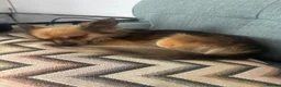 Chihuahua dogs for stud: Proven Chihuahua Stud - Advert 2