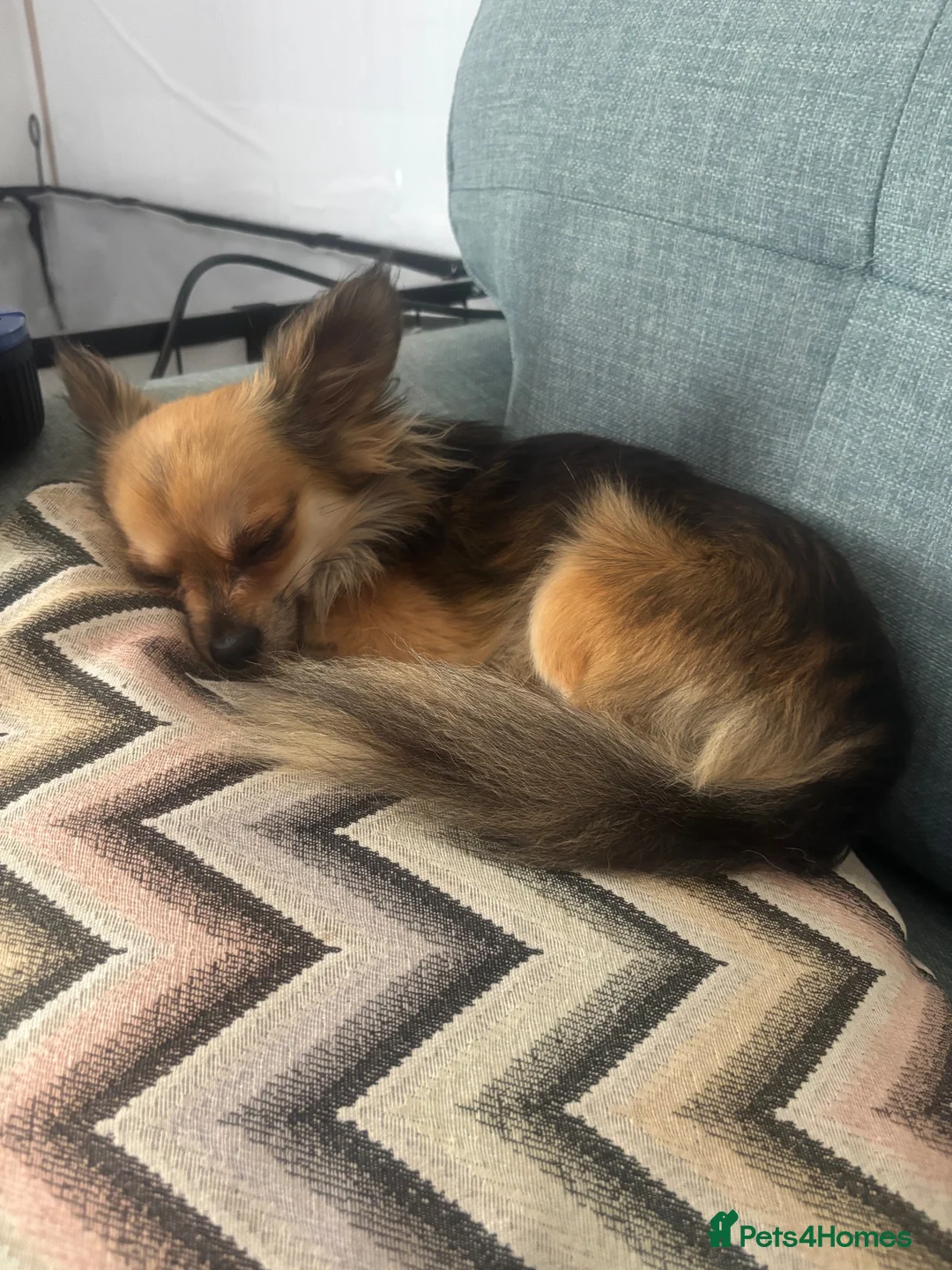 Chihuahua dogs for stud: Proven Chihuahua Stud - Advert 2