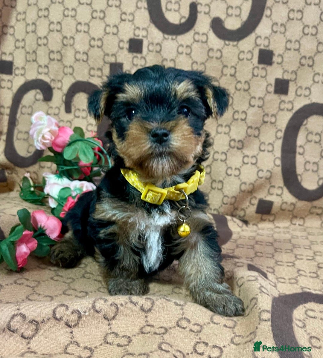 Yorkshire Terrier dogs for sale: Beautiful Yorkshire Terrier Puppies  - Advert 12