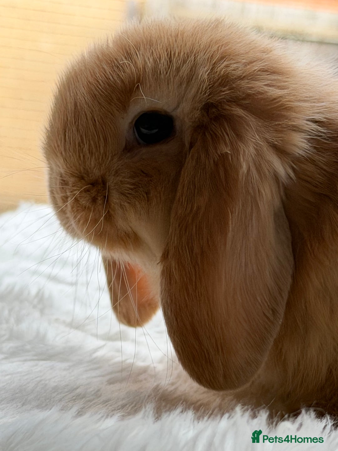 Mini Lop rabbits for sale: Mini lop - Advert 11
