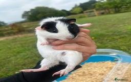 Guinea Pig rodents for sale: Two baby guinea pigs for sale  - Image 3