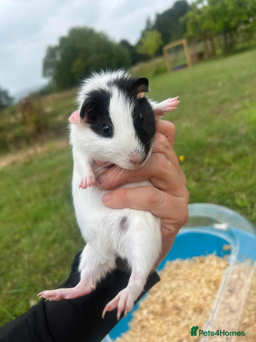 Guinea Pig rodents for sale: Two baby guinea pigs for sale  - Image 3