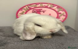 Mini Lop rabbits for sale: Purebred Minilops - Image 5