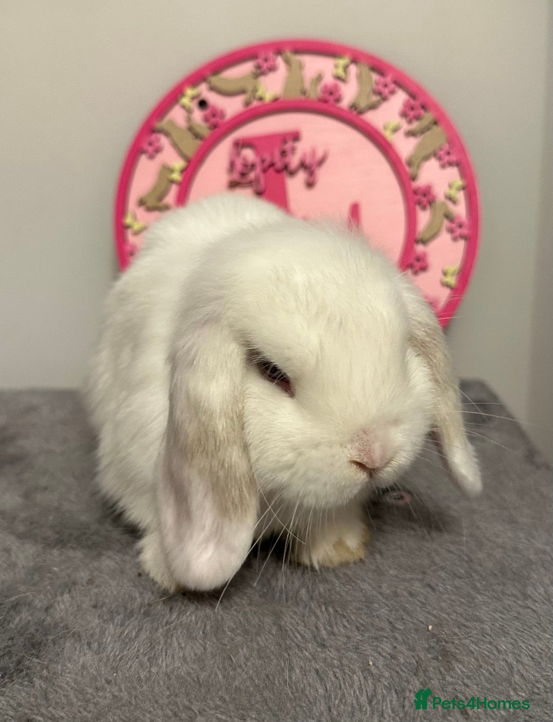 Mini Lop rabbits for sale: Purebred Minilops - Image 5