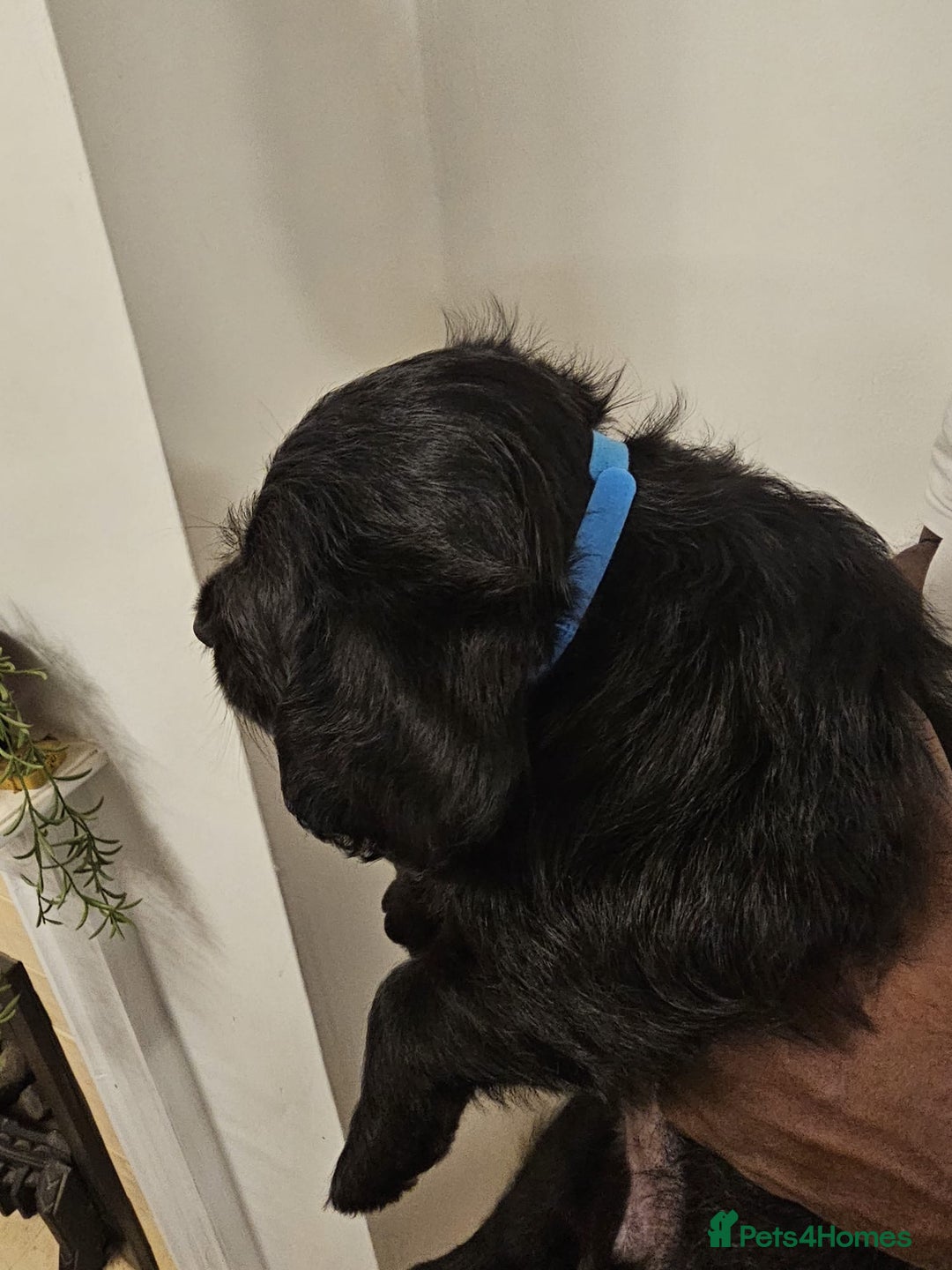 Labradoodle dogs for sale: Lovely Labradoodle puppies! 🐶  - Advert 7