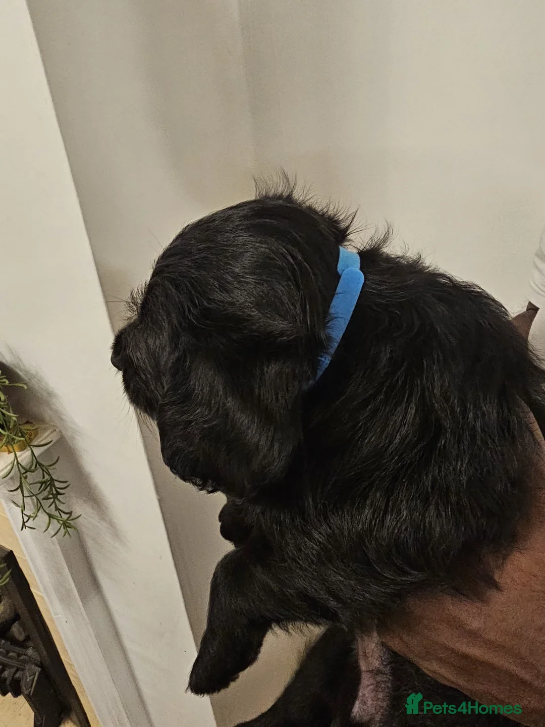 Labradoodle dogs for sale: PRICE DROP FOR LAST 2 Lovely Labradoodle pups! 🐶  - Advert 19