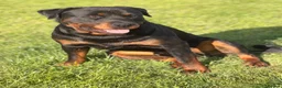 Rottweiler dogs for stud: Rottweiler stud - Advert 5
