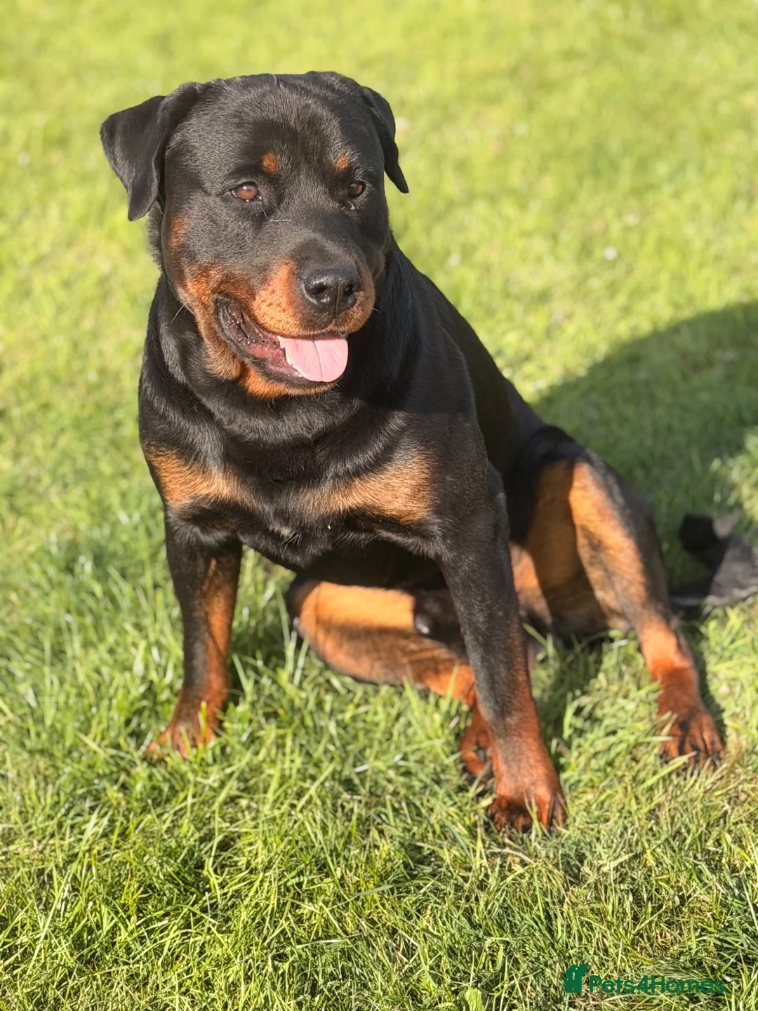 Rottweiler dogs for stud: Rottweiler stud - Advert 5