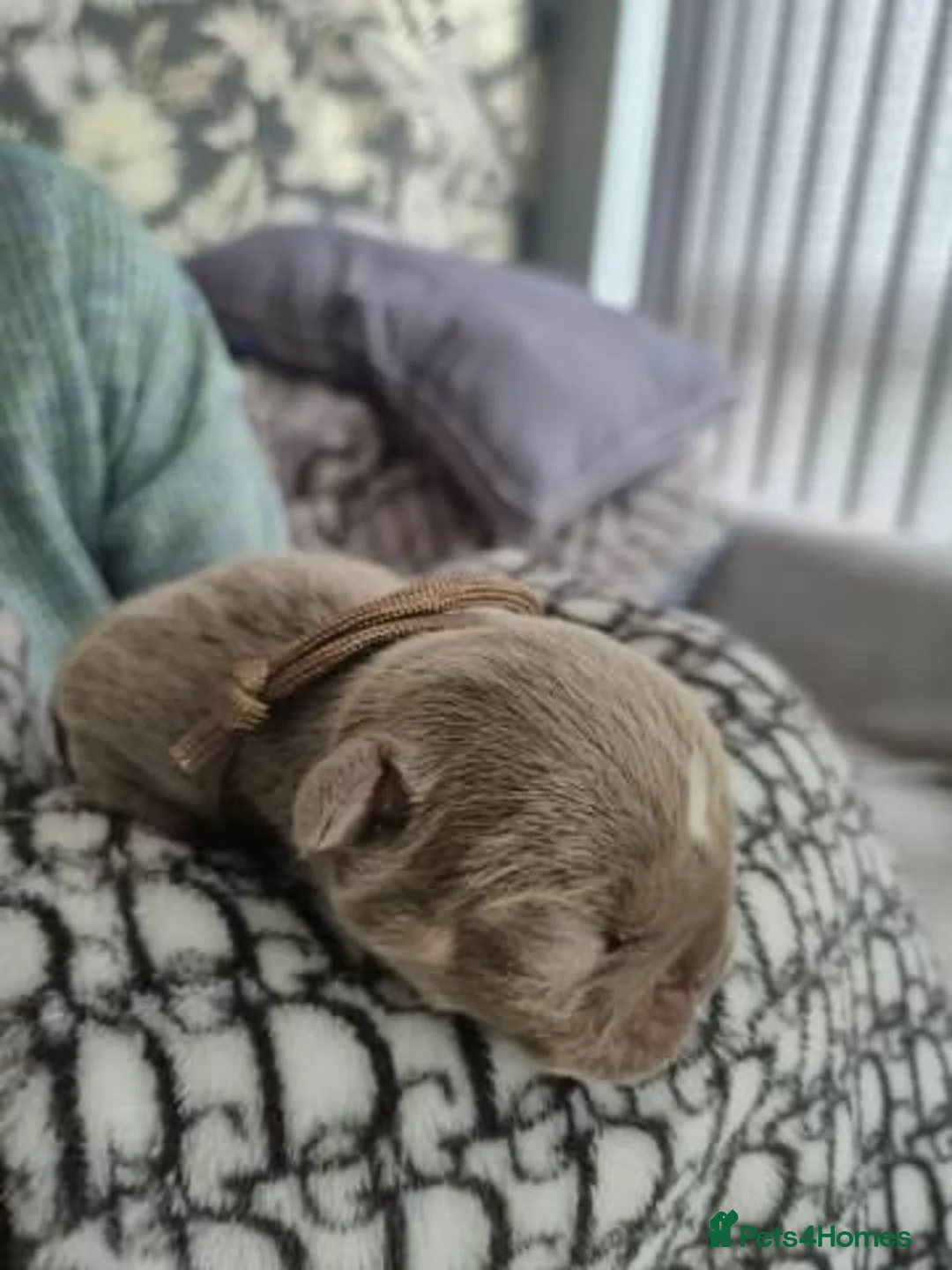 English Bulldog dogs for sale:  English Bulldog Puppies – 2 Boys & 2 Girls - Advert 2