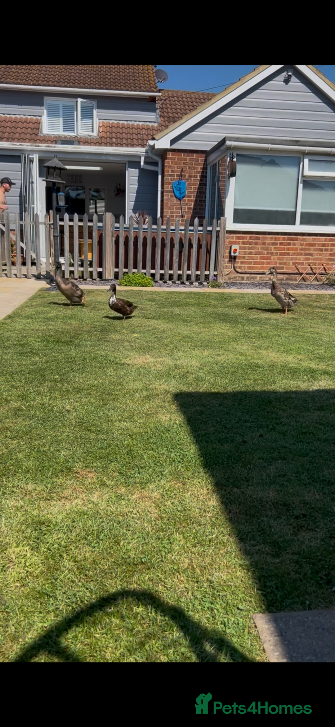 Ducks poultry for sale: Indian runners  - Image 2