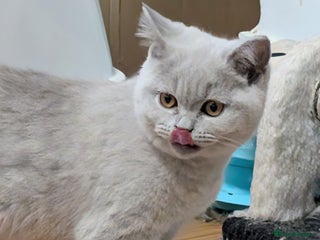 Scottish Fold cats Kitten is looking for new home 🏡 - Advert 4